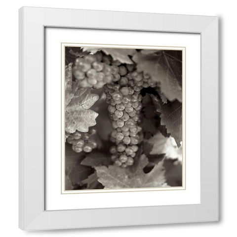 Grapes - 22 White Modern Wood Framed Art Print with Double Matting by Blaustein, Alan