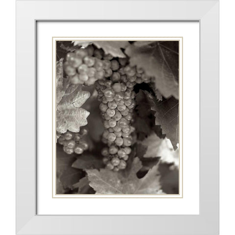 Grapes - 22 White Modern Wood Framed Art Print with Double Matting by Blaustein, Alan