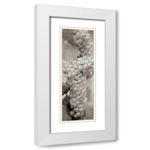Grapes Pano - 7 White Modern Wood Framed Art Print with Double Matting by Blaustein, Alan