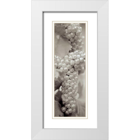 Grapes Pano - 7 White Modern Wood Framed Art Print with Double Matting by Blaustein, Alan