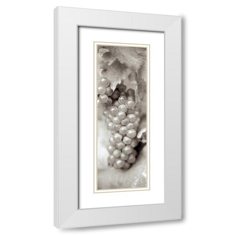 Grapes Pano - 5 White Modern Wood Framed Art Print with Double Matting by Blaustein, Alan