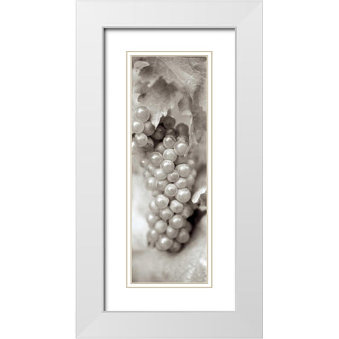 Grapes Pano - 5 White Modern Wood Framed Art Print with Double Matting by Blaustein, Alan