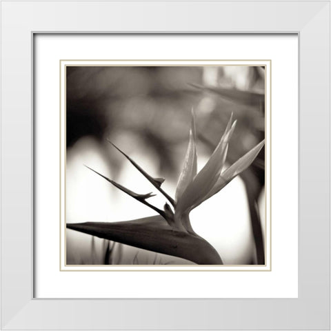 Florison - 29 White Modern Wood Framed Art Print with Double Matting by Blaustein, Alan