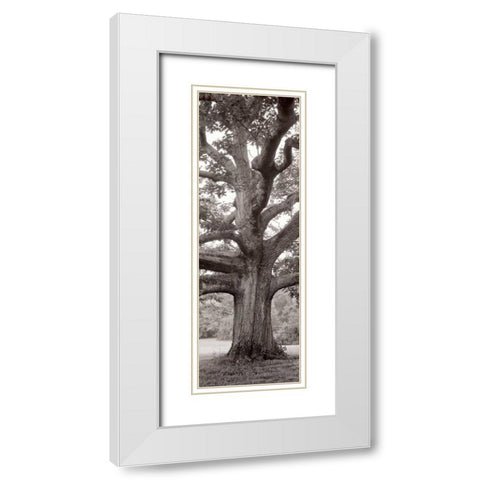 Hampton Field Tree - 2 White Modern Wood Framed Art Print with Double Matting by Blaustein, Alan
