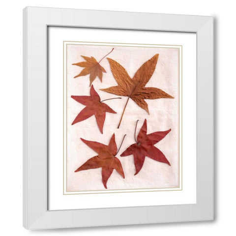 Floral - 24 White Modern Wood Framed Art Print with Double Matting by Blaustein, Alan