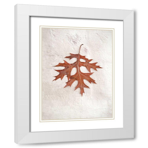 Floral - 27 White Modern Wood Framed Art Print with Double Matting by Blaustein, Alan
