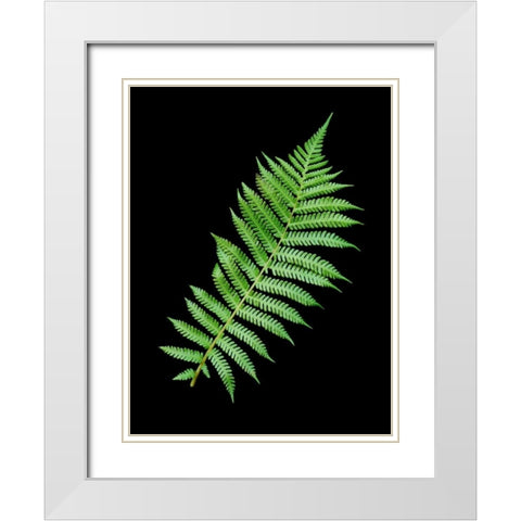 Floral Color - 18 White Modern Wood Framed Art Print with Double Matting by Blaustein, Alan