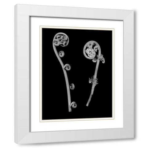 Floral B-W - 22 White Modern Wood Framed Art Print with Double Matting by Blaustein, Alan