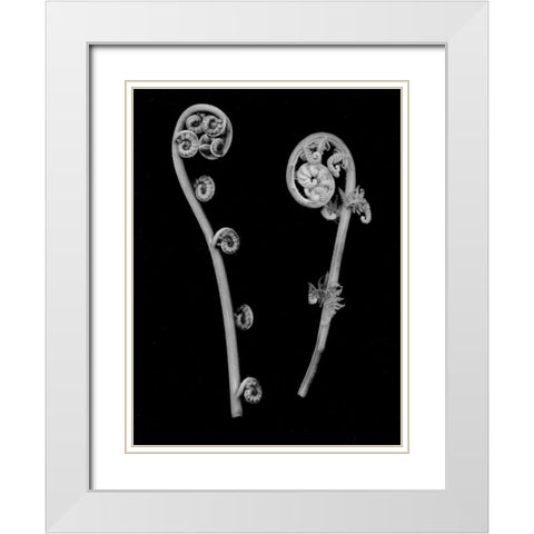 Floral B-W - 22 White Modern Wood Framed Art Print with Double Matting by Blaustein, Alan