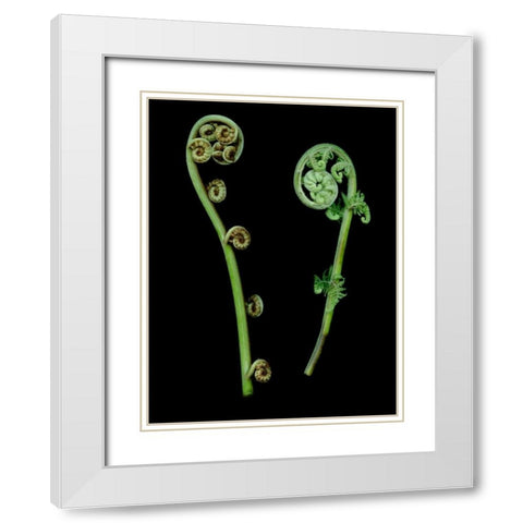 Floral Color - 22 White Modern Wood Framed Art Print with Double Matting by Blaustein, Alan