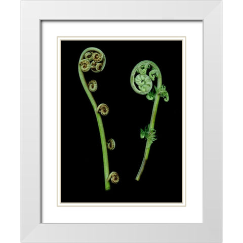 Floral Color - 22 White Modern Wood Framed Art Print with Double Matting by Blaustein, Alan