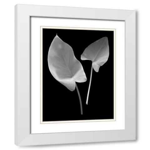Floral B-W - 24 White Modern Wood Framed Art Print with Double Matting by Blaustein, Alan
