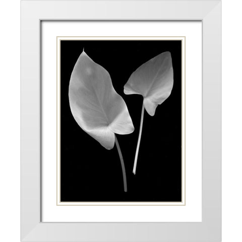 Floral B-W - 24 White Modern Wood Framed Art Print with Double Matting by Blaustein, Alan