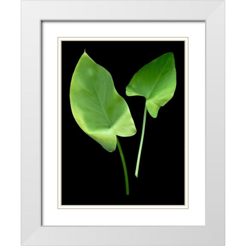 Floral Color - 24 White Modern Wood Framed Art Print with Double Matting by Blaustein, Alan