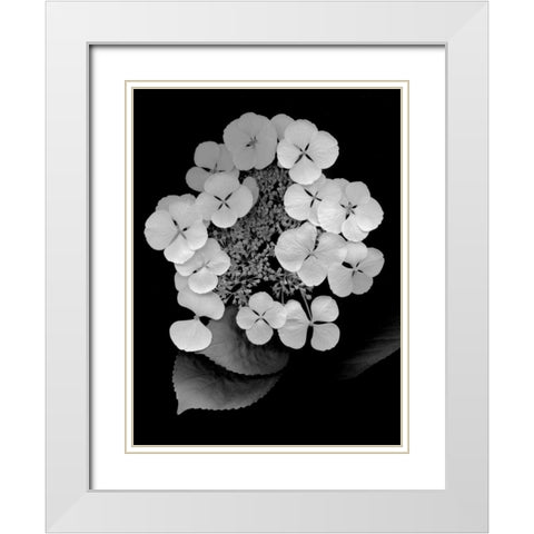 Floral B-W - 25 White Modern Wood Framed Art Print with Double Matting by Blaustein, Alan