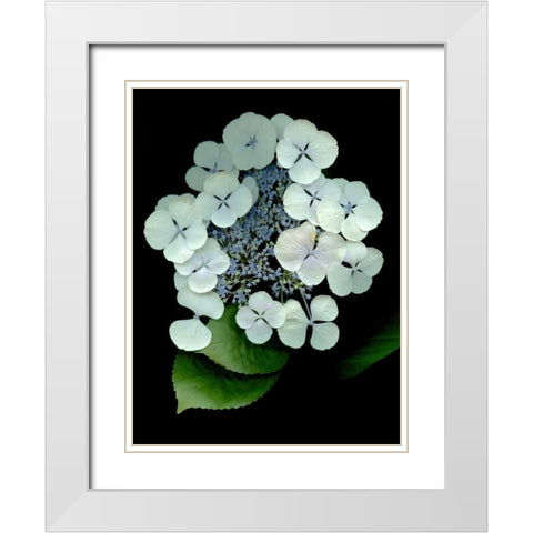 Floral Color - 25 White Modern Wood Framed Art Print with Double Matting by Blaustein, Alan