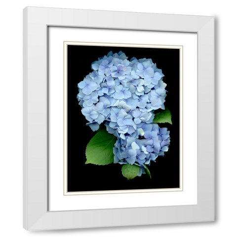 Floral Color - 26 White Modern Wood Framed Art Print with Double Matting by Blaustein, Alan