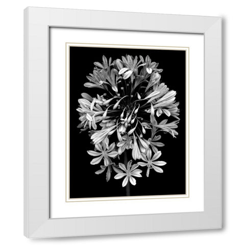 Floral B-W - 27 White Modern Wood Framed Art Print with Double Matting by Blaustein, Alan