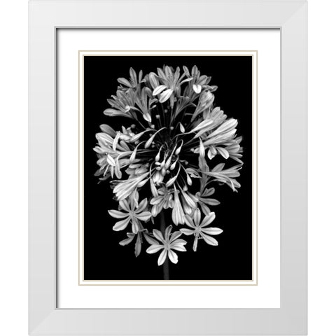 Floral B-W - 27 White Modern Wood Framed Art Print with Double Matting by Blaustein, Alan