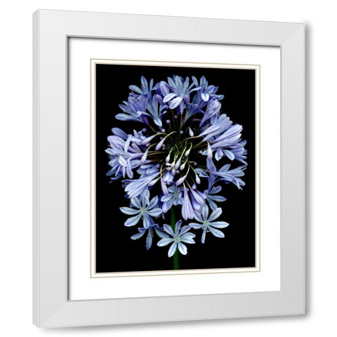 Floral Color - 27 White Modern Wood Framed Art Print with Double Matting by Blaustein, Alan