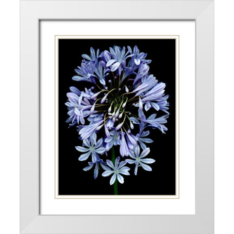 Floral Color - 27 White Modern Wood Framed Art Print with Double Matting by Blaustein, Alan