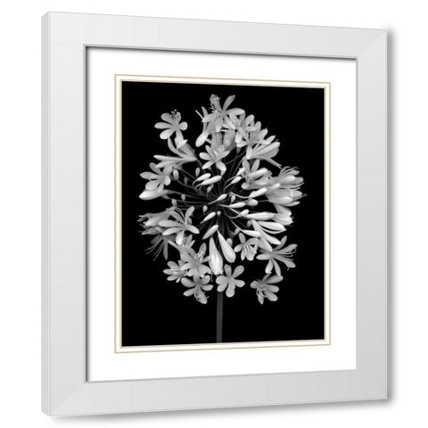 Floral B-W - 28 White Modern Wood Framed Art Print with Double Matting by Blaustein, Alan