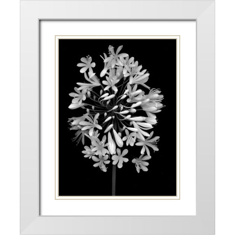 Floral B-W - 28 White Modern Wood Framed Art Print with Double Matting by Blaustein, Alan