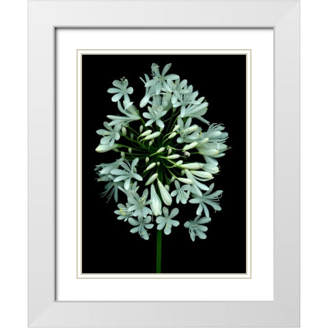 Floral Color - 28 White Modern Wood Framed Art Print with Double Matting by Blaustein, Alan