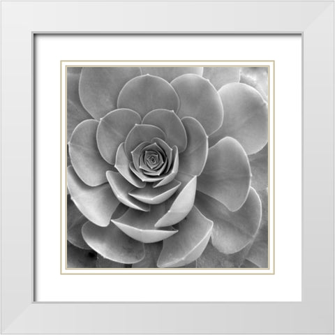 Floral - 22 White Modern Wood Framed Art Print with Double Matting by Blaustein, Alan