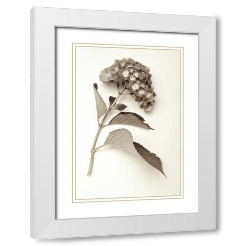 Garden Bloom - 1 White Modern Wood Framed Art Print with Double Matting by Blaustein, Alan