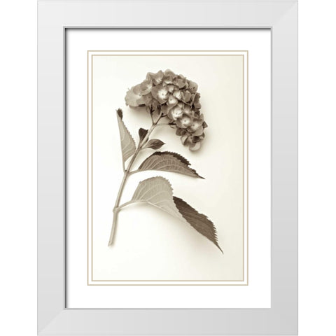 Garden Bloom - 1 White Modern Wood Framed Art Print with Double Matting by Blaustein, Alan