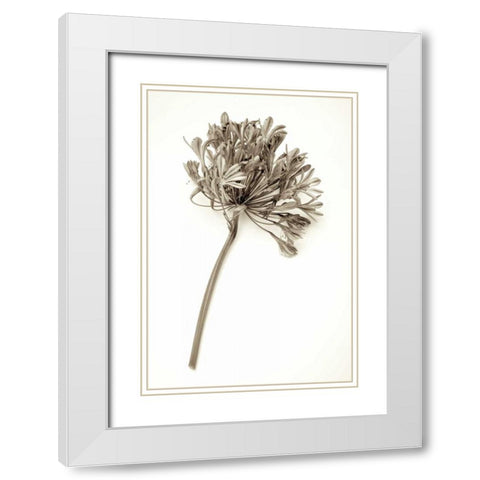 Garden Bloom - 9 White Modern Wood Framed Art Print with Double Matting by Blaustein, Alan