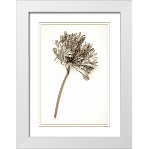 Garden Bloom - 9 White Modern Wood Framed Art Print with Double Matting by Blaustein, Alan