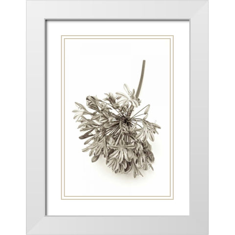 Garden Bloom - 8 White Modern Wood Framed Art Print with Double Matting by Blaustein, Alan