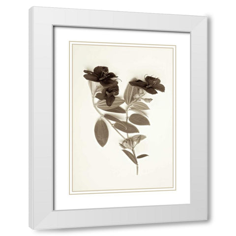Garden Bloom - 6 White Modern Wood Framed Art Print with Double Matting by Blaustein, Alan
