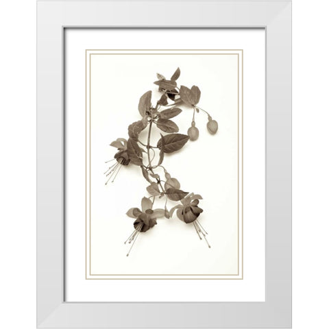 Garden Bloom - 7 White Modern Wood Framed Art Print with Double Matting by Blaustein, Alan