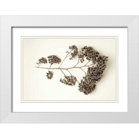Garden Bloom - 21 White Modern Wood Framed Art Print with Double Matting by Blaustein, Alan