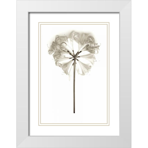 Garden Bloom - 11 White Modern Wood Framed Art Print with Double Matting by Blaustein, Alan