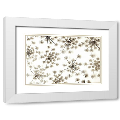 Garden Bloom - 20 White Modern Wood Framed Art Print with Double Matting by Blaustein, Alan