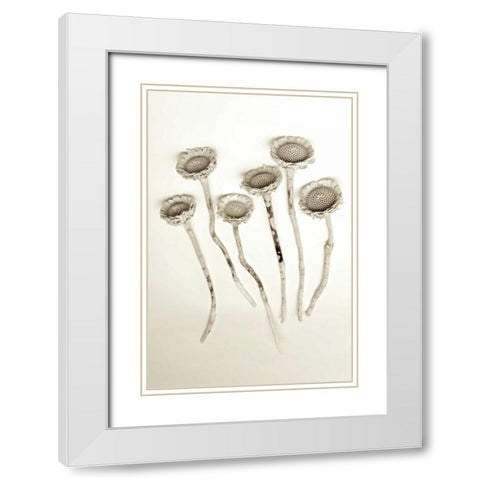 Garden Bloom - 18 White Modern Wood Framed Art Print with Double Matting by Blaustein, Alan