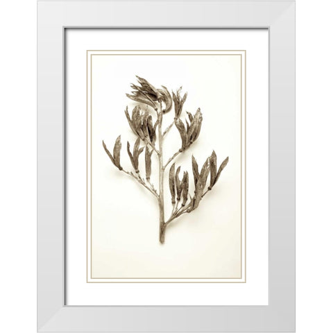 Garden Bloom - 16 White Modern Wood Framed Art Print with Double Matting by Blaustein, Alan