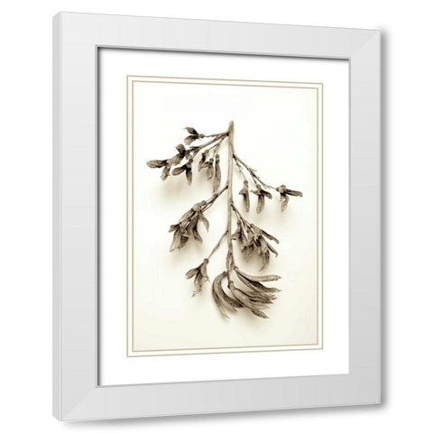 Garden Bloom - 15 White Modern Wood Framed Art Print with Double Matting by Blaustein, Alan