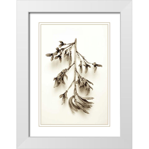 Garden Bloom - 15 White Modern Wood Framed Art Print with Double Matting by Blaustein, Alan