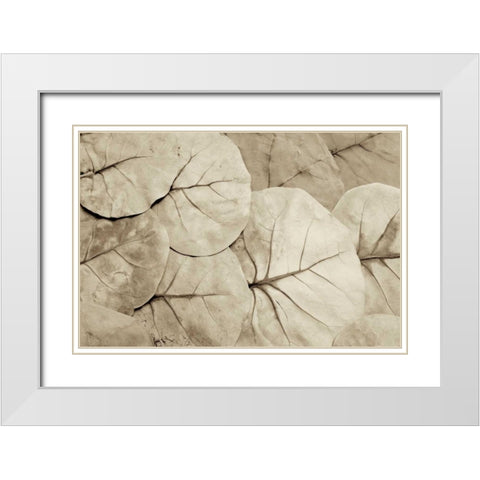 Garden Bloom - 23 White Modern Wood Framed Art Print with Double Matting by Blaustein, Alan