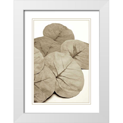 Garden Bloom - 14 White Modern Wood Framed Art Print with Double Matting by Blaustein, Alan