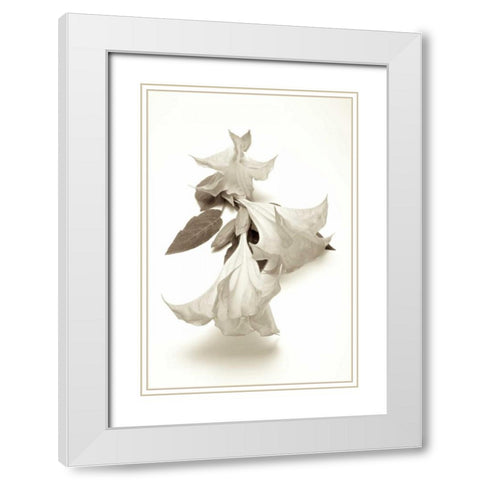 Garden Bloom - 13 White Modern Wood Framed Art Print with Double Matting by Blaustein, Alan