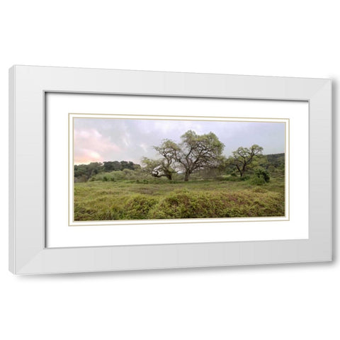 Oak Tree Pano - 133 White Modern Wood Framed Art Print with Double Matting by Blaustein, Alan