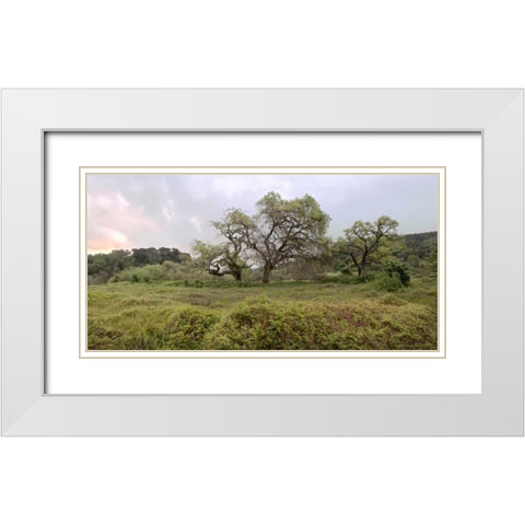 Oak Tree Pano - 133 White Modern Wood Framed Art Print with Double Matting by Blaustein, Alan