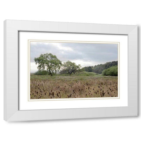 Oak Tree - 81 White Modern Wood Framed Art Print with Double Matting by Blaustein, Alan