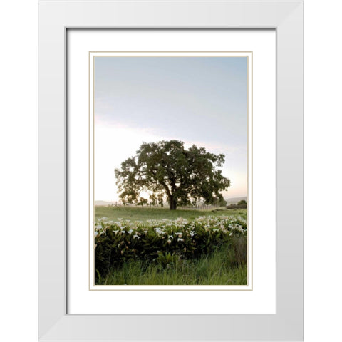 Oak Tree - 84 White Modern Wood Framed Art Print with Double Matting by Blaustein, Alan